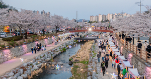 만개한 금오천 벚꽃, 축제는 왜 사라졌나?