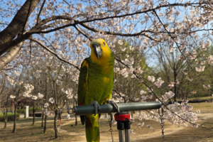 [동네뉴스-스마트폰 세상보기] “벚꽃 구경 왔어요” 율하공원 사로잡은 뜻밖의 손님