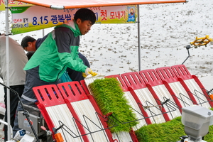 광복절 햅쌀, 영주 4월 논에 먼저 심었다