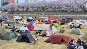 활짝 핀 벚꽃과 젊음의 땀이 이뤄낸 대박 페스티벌