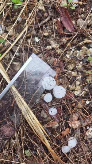 [포토뉴스] 4월 대구 하늘에서 사탕만한 우박…시민들 “화들짝”