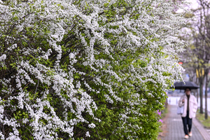 [포토뉴스] 봄비 내리는 대구, 조팝나무 활짝