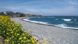 [주말&여행-경주 가곡항] 유채꽃 일렁이는 짙푸른 봄바다…항구의 고요를 즐기다