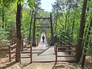 [대구 도시숲 기행①]발끝으로 느끼는 솔향의 생명력…와룡산 4.8km 흙길, ‘무장애 치유 성지’로