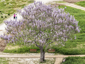 [포토뉴스] 대구 하중도 오동꽃 만개… 봄 정취 물씬