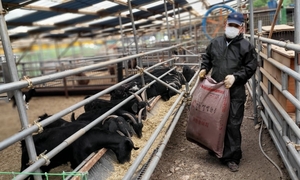 새로운 소득원 ‘염소 사육’ 관심 고조