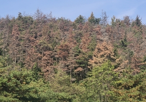 포항·경주 소나무재선충 거센 확산세…영천 ‘선택과 집중’ 넘어 ‘선제적 드론 방제’로 확산세 늦춰야