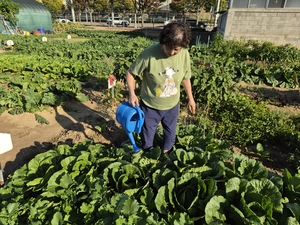 [Y르포]내가 직접 키운 ‘채소’가 내 식탁에…대구 도심 속 힐링 공간 ‘공영 도시 텃밭’