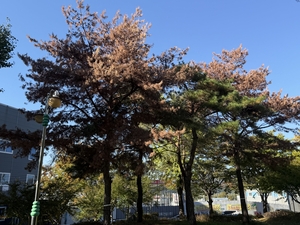 경북 산림 초토화한 재선충병, 대구 도심까지 파고들어…지자체 ‘촉각’