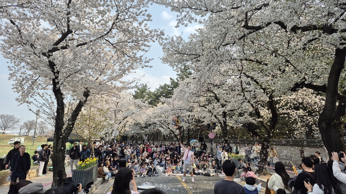 벚꽃인 줄 알았더니 살구꽃이었다…경주 봄꽃의 이름을 다시 묻다