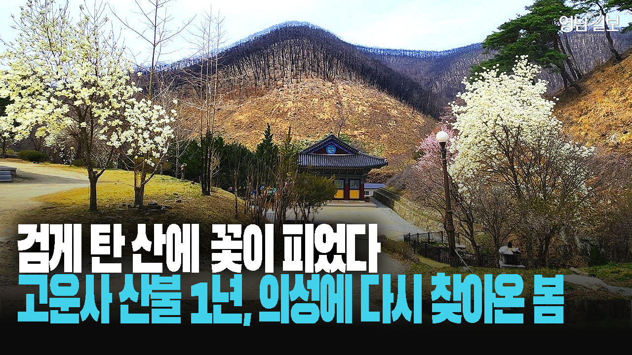 “다 타버린 줄 알았는데”…산불 이후 고운사에 다시 온 봄