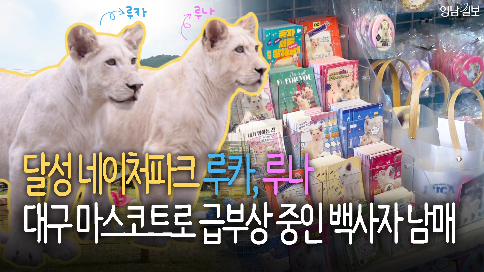 푸바오·늑구 다음은 ‘루나’…대구가 키우는 백사자 남매