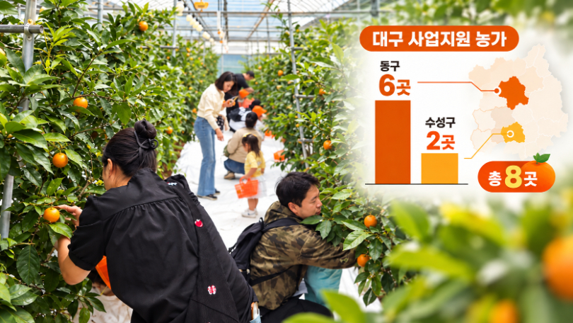 ‘귤 따러 제주 대신 대구로’…아열대 과수로 소득 찾는 농가